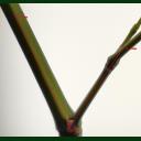 點(diǎn)擊查看 SC-K1型原位活體植物分枝角自動(dòng)測量儀 詳細(xì)